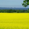 Tour 9: NP-Jasmund